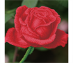 Diamond Dotz Roses