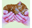 Precious Kitten
