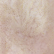 Batik Australia - 45" 100% Cotton Fabric 4 Metre Bolt - Aura 10